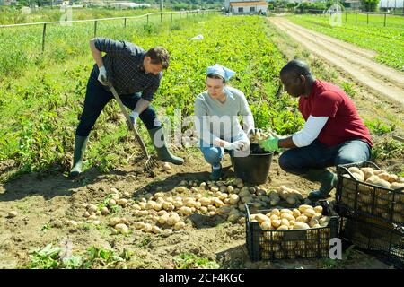 Portrait des jardiniers qui triant les pommes de terre pendant la récolte en extérieur Banque D'Images
