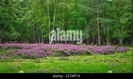 Fleurs de bruyère en pleine floraison au bord d'une forêt à feuilles caduques en Belgique. Banque D'Images