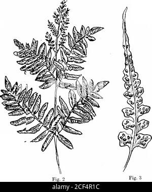 . Le compagnon de l'amateur de fougères; un guide pour les États du Nord-est et le Canada. 24 le Fern Lovers Companion. The Fern Lovers Companion 25 Banque D'Images