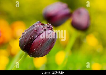 Gros plan sur la fleur de tulipe dans la ferme expérimentale des Highlands, Université nationale de Taiwan Banque D'Images