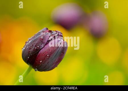 Gros plan sur la fleur de tulipe dans la ferme expérimentale des Highlands, Université nationale de Taiwan Banque D'Images