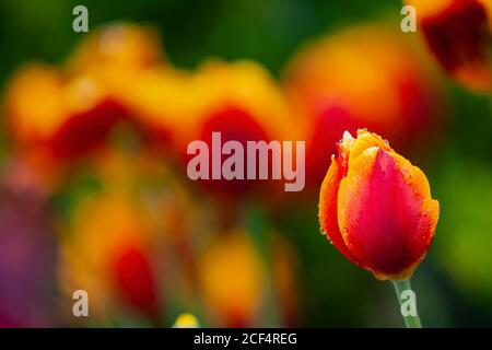 Gros plan sur la fleur de tulipe dans la ferme expérimentale des Highlands, Université nationale de Taiwan Banque D'Images