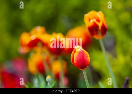 Gros plan sur la fleur de tulipe dans la ferme expérimentale des Highlands, Université nationale de Taiwan Banque D'Images