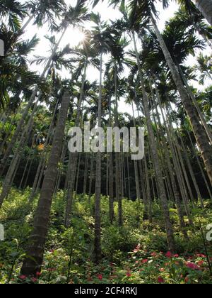 Vue ensoleillée d'une forêt de palmiers Areca catechu dans Queens Town à New Taipei City, Taïwan Banque D'Images