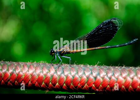 Gros plan sur les damselflies à ailes étroites à Taipei, Taïwan Banque D'Images