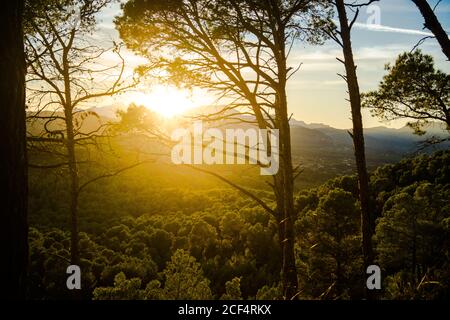 De grands arbres forestiers qui poussent dans un ciel ensoleillé dans la soirée à Alcudia, en Espagne Banque D'Images