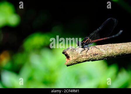 Gros plan sur les damselflies à ailes étroites à Taipei, Taïwan Banque D'Images