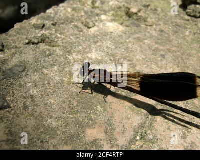 Gros plan sur les damselflies à ailes étroites à Taipei, Taïwan Banque D'Images