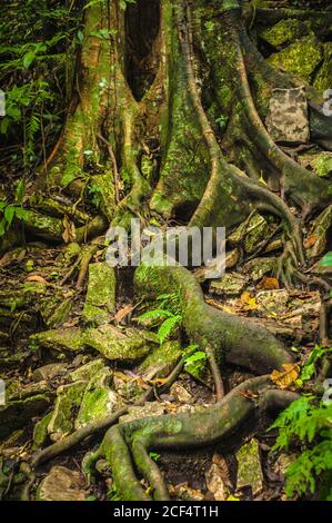 Vieux arbre avec de grandes racines couvertes de mousse et de plantes dans une forêt de jungle verte Banque D'Images