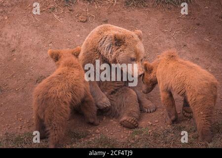 Grand ours brun de mère assis et jouant avec les petits ours en forêt Banque D'Images