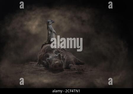 Mignon attentif meerkat debout sur la pose de warthog sur grunge noir allumé Banque D'Images