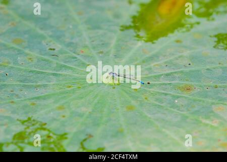 Gros plan de damselflies à ailes étroites sur une feuille de lotus à Taipei, Taïwan Banque D'Images