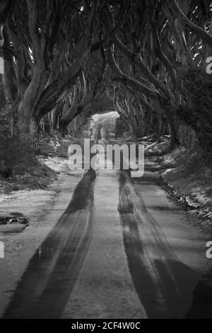 Route avec une couche légère de neige traversant des bordures sombres avenue de grands arbres de hêtre sans feuilles avec branches entrelacées dans jour nuageux Banque D'Images