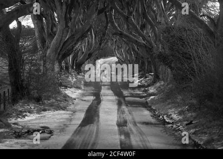 Route avec une couche légère de neige traversant des bordures sombres avenue de grands arbres de hêtre sans feuilles avec branches entrelacées dans jour nuageux Banque D'Images