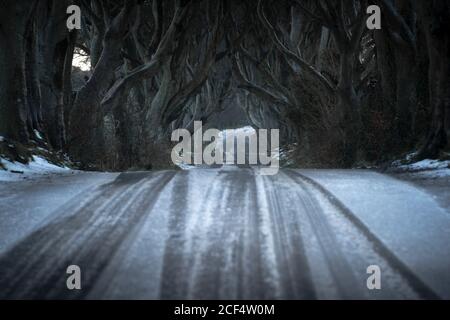 Route avec une couche légère de neige traversant des bordures sombres avenue de grands arbres de hêtre sans feuilles avec branches entrelacées dans jour nuageux Banque D'Images