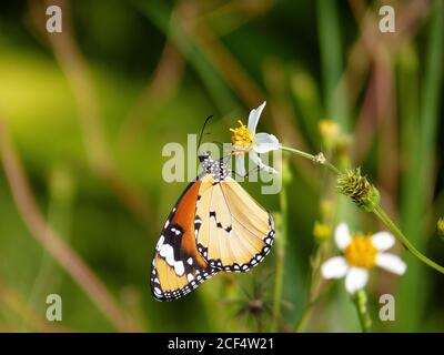 Gros plan du papillon Danaus chrysippus à Taipei, Taïwan Banque D'Images