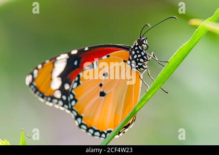 Gros plan du papillon Danaus chrysippus à Taipei, Taïwan Banque D'Images