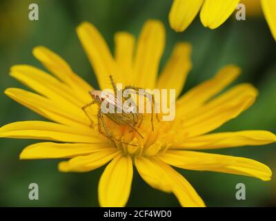 Gros plan d'une araignée lynx rayée sur une fleur à Taipei, Taïwan Banque D'Images