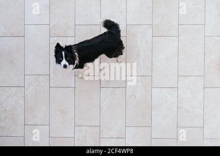 Vue de dessus de joli chien de Collie avec bordure noire et couleur blanche sur le carrelage de la rue avec tête vers le haut et regarder l'appareil photo Banque D'Images