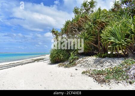 Une plage de sable blanc déserte sur l'île du Pacifique Sud de Mystery Island, Vanuatu. Un feuillage tropical vert et un océan bleu vif encadritent la plage. Banque D'Images