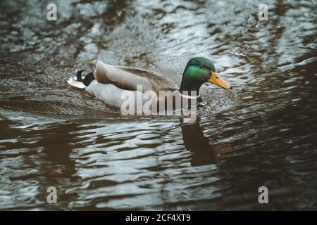 Canard pallard gracieuse nageant dans l'eau sombre avec des ondulations Parc forestier de Tollymore en Irlande du Nord Banque D'Images