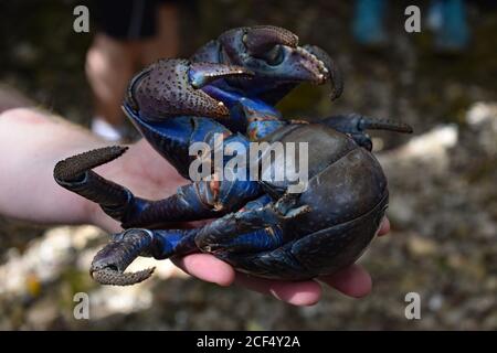 Un crabe de noix de coco (Birgus latro) est détenu. Le dessous du crabe est bleu vif et orange et ses griffes sont visibles. Le bras est intentionnellement flou. Banque D'Images