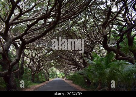 Une route bordée d'arbres suspendus crée un tunnel pour les piétons et les véhicules. La route est à côté de la baie de Kanumera à l'île des pins. Banque D'Images