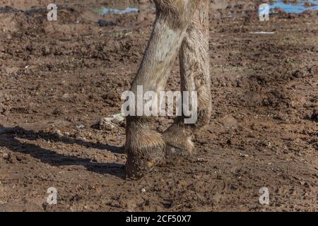 Sabots de cheval gris de récolte en bonne santé debout dans la boue dedans baryard en pleine journée Banque D'Images