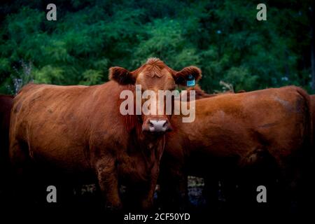 Troupeau de vaches brunes pastorant à l'extérieur du corral contre le vert plantes sur ferme suburbaine Banque D'Images