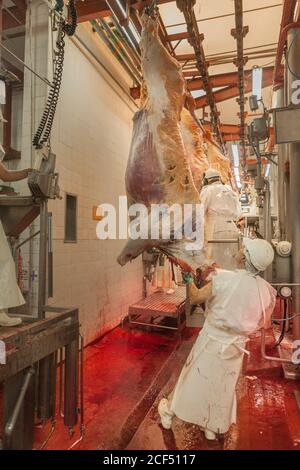 Buenos Aires, ville du sud de Mar del Plata, Argentine - 07 MAI 2015: Bouchers en manutention uniforme blanche avec carcasses d'animaux accrochées sur des crochets Banque D'Images