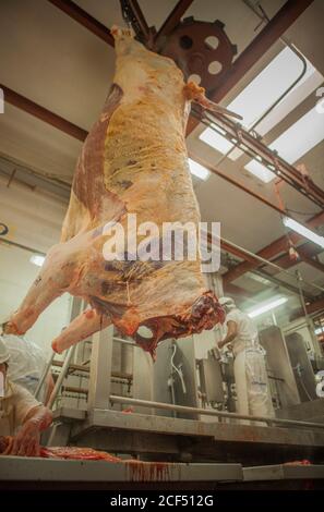 Buenos Aires, ville du sud de Mar del Plata, Argentine - 07 MAI 2015: Bouchers en manutention uniforme blanche avec carcasses d'animaux accrochées sur des crochets Banque D'Images