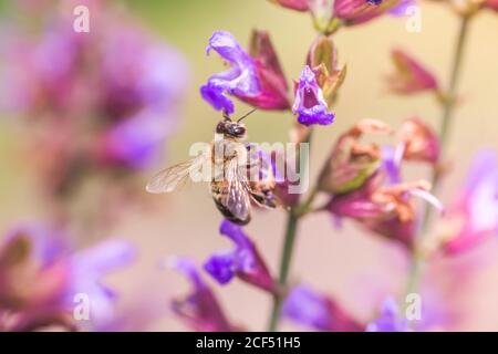 L'abeille recueille le nectar Salvia pratensis, le trêve de prairie ou les fleurs violettes de sauge de pré. Collection d'herbes. Médicaments à base de plantes médicinales. Concept Medici Banque D'Images