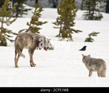 loup et coyote face à face Banque D'Images