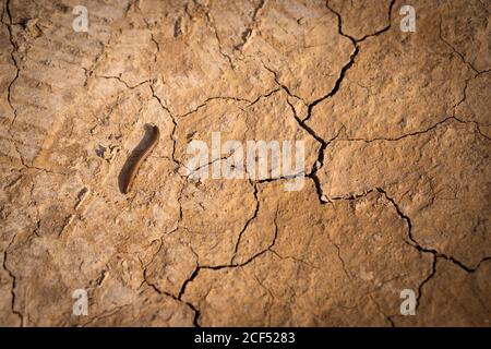 Du dessus de la vis sans fin brune sur la surface séchée fissurée de Sol avec des traces de pneus à Bardenas Reales en Espagne Banque D'Images