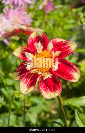 Gros plan de Dahlia Danum Torch une collerette dahlia qui Fleurs rouges et jaunes en été et en automne A. plante tubéreuse à feuilles caduques et à moitié dure Banque D'Images