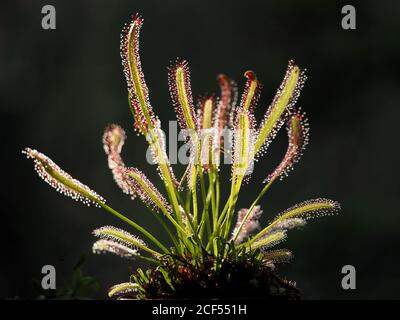 tiges vertes et feuilles collantes rouge argentées d'insectivores Plante de Cape Sundew (Drosera capensis) Rétroéclairage sur fond sombre - Angleterre Royaume-Uni Banque D'Images