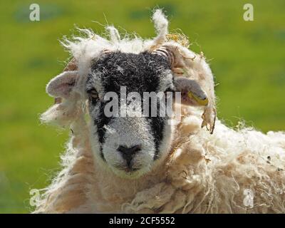 Mauvais cheveux jour - un mouton adulte avec la coiffure bangled comme il commence à jeter son polaire naturellement alors que le printemps se tourne vers l'été à Cumbria, Angleterre, Royaume-Uni Banque D'Images