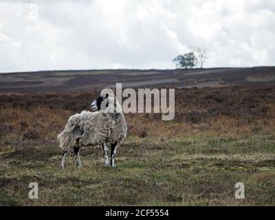 Un mouton à face noire adulte robuste sur une lande de bruyères botte sombre et robuste en polaire naturellement pendant que le printemps se tourne vers l'été à Cumbria, Angleterre, Royaume-Uni Banque D'Images