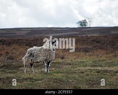 Un mouton à face noire adulte robuste sur une lande de bruyères botte sombre et robuste en polaire naturellement pendant que le printemps se tourne vers l'été à Cumbria, Angleterre, Royaume-Uni Banque D'Images