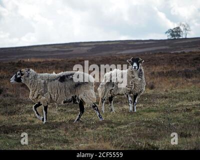 Deux moutons endurcis à fond noir adulte sur une botte de bruyère sauvage et sombre qui se motent naturellement de la polaire alors que le printemps se tourne vers l'été à Cumbria, Angleterre, Royaume-Uni Banque D'Images