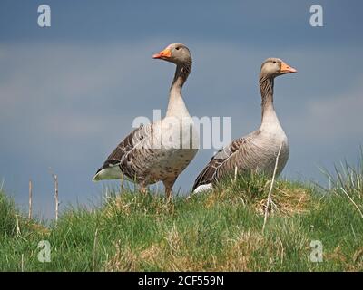 Une paire de Bernaches de Graylag (Anser anser) qui émet des appels d'alarme pour dissuader le prédateur de s'approcher de son nid de montagne à Cumbria, en Angleterre, au Royaume-Uni Banque D'Images