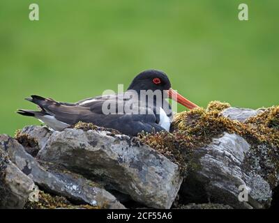 Oystercatcher eurasien (Haematopus ostralegus) avec des yeux rouges et un bec orange assis sur des œufs sur un nid au sommet du mur par la route à Cumbria, Angleterre, Royaume-Uni Banque D'Images