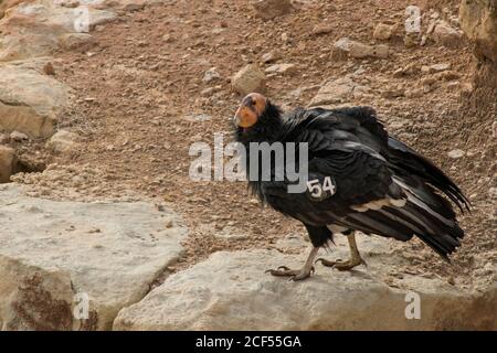 Condor de Californie Banque D'Images