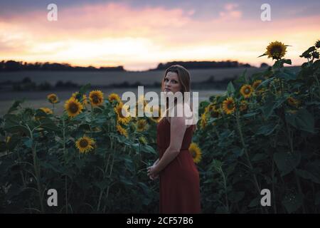 Portrait de la jeune femme européenne debout par de beaux tournesols fleurir dans la ferme pendant le coucher du soleil Banque D'Images