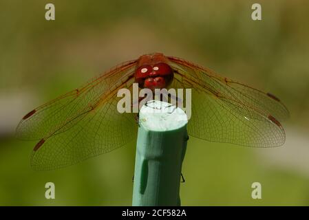 Vue frontale d'une libellule rouge perchée dans le jardin de l'arrière-cour. Nom scientifique : libellulidae sympetrum Banque D'Images