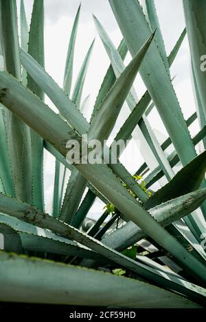 Croissance de grandes feuilles d'agave vert piquant à la lumière du jour Banque D'Images