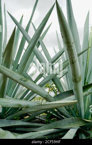 Croissance de grandes feuilles d'agave vert piquant à la lumière du jour Banque D'Images