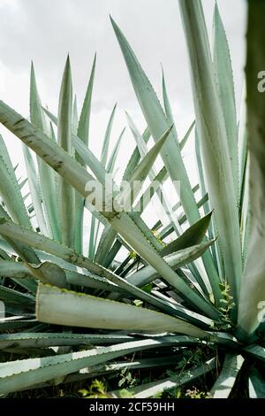 Croissance de grandes feuilles d'agave vert piquant à la lumière du jour Banque D'Images