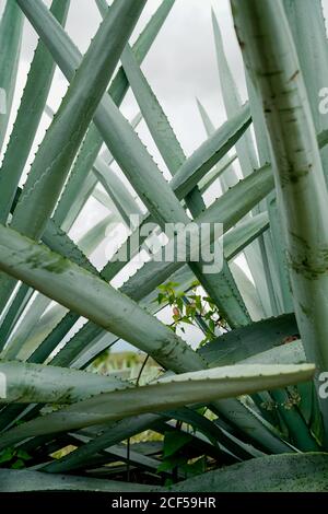 Croissance de grandes feuilles d'agave vert piquant à la lumière du jour Banque D'Images