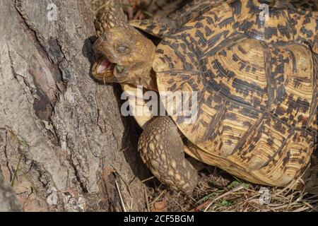 Tortue léopard (Stigmochelys pardalis). La hausse de la température matinale induit un reptile ectothermique dans l'éveil pour les activités, y compris la recherche, la foragine Banque D'Images